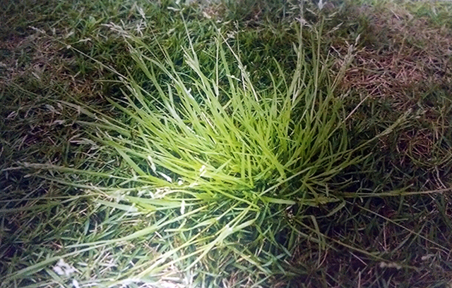 芝生の雑草の種類を知ろう（2） イネ科雑草対策はここに注意 ぼくの仕事は緑守（みどりもり）