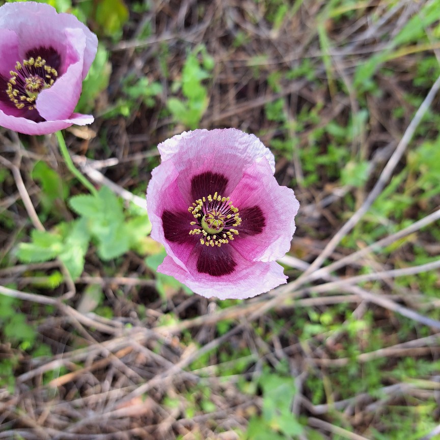 春に見つけた濃いピンク色の大きな花 その花はケシの花かもしれません