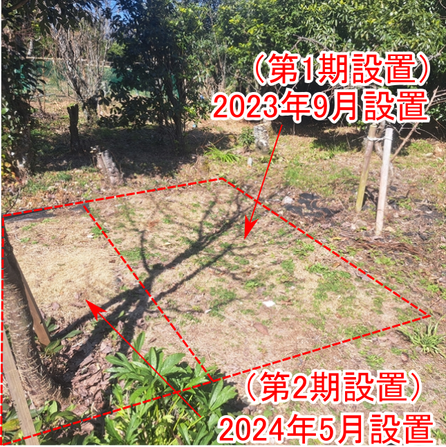 お墓の 雑草が生えない芝生 2年目の様子